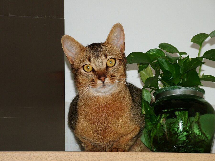 Razas de gatos: 40 razas por su pelo, su tamaño y su carácter 7 Gato abisinio rojizo sentado en una repisa junto a una planta