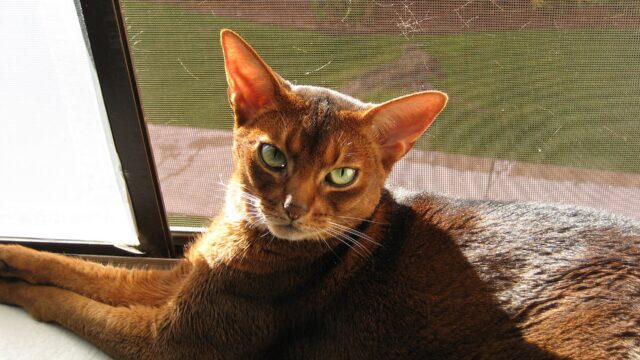 Gato abisinio rojizo echado al sol junto a una ventana