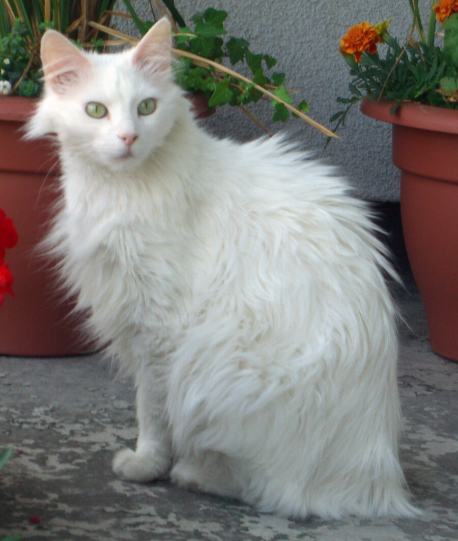 Gato angora turco blanco de pelo semilargo sentado junto a unas macetas