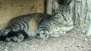 gato atigrado gris