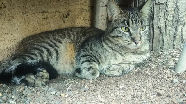 Un gato atigrado gris con rayas finas y negras, echado en el suelo junto a una pared, mira a la cámara