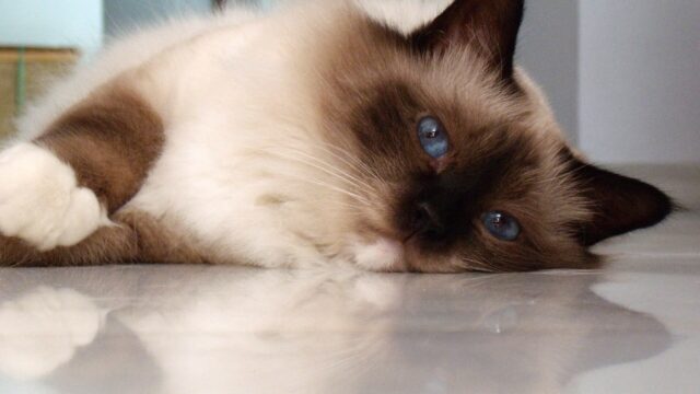 Gato birmano de puntas oscuras y ojos azules echado sobre un piso de mármol, con sus guantes blancos