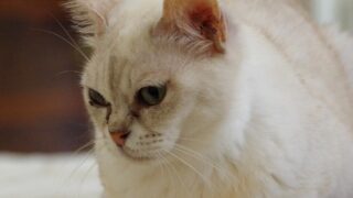 Gato burmilla de pelo claro con las puntas de color, sentado en el suelo