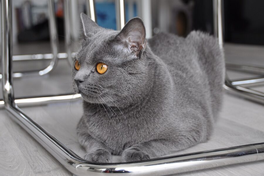 Razas de gatos: 40 razas por su pelo, su tamaño y su carácter 8 Gato chartreux azul echado bajo una silla metálica, con los ojos de color naranja
