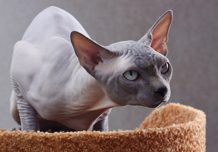 Razas de gatos: 40 razas por su pelo, su tamaño y su carácter 10 Gato sphynx gris sin pelo, con grandes orejas y ojos verdes, junto a una cama de gato