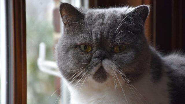 Cara de un gato exótico gris y blanco, con la nariz chata y los ojos amarillos