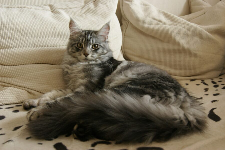Razas de gatos: 40 razas por su pelo, su tamaño y su carácter 3 Gato maine coon atigrado plateado echado en un sofá, con la cola larga y peluda