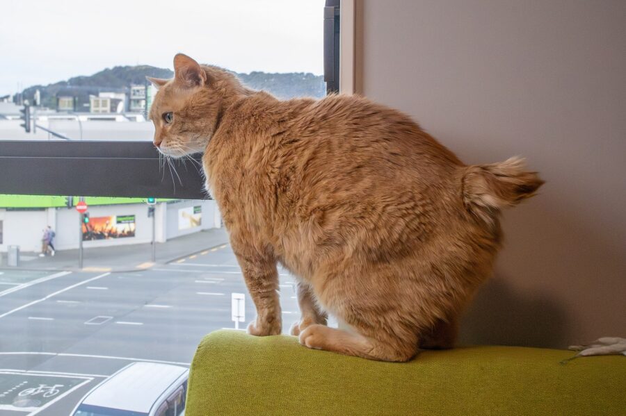 Razas de gatos: 40 razas por su pelo, su tamaño y su carácter 11 Gato manx atigrado anaranjado de perfil junto a una ventana, con un muñón de cola