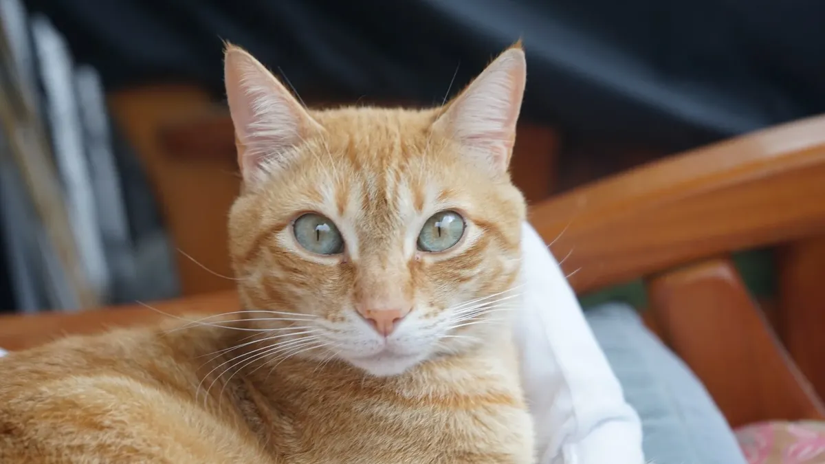 Nombres para gatos machos: 200 ideas originales y con significado 1 Un gato naranja atigrado, de ojos claros, recostado en un sofá, mira de frente a la cámara