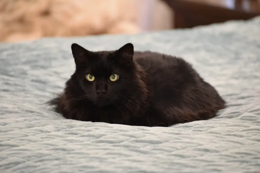 Nombres para gatos machos: 200 ideas originales y con significado 2 Un gato negro de pelo largo, echado sobre una colcha clara, mira a la cámara