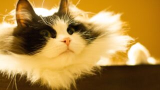 Gata ragamuffin blanca y negra de pelo semilargo asomada sobre una superficie, mirando a la cámara