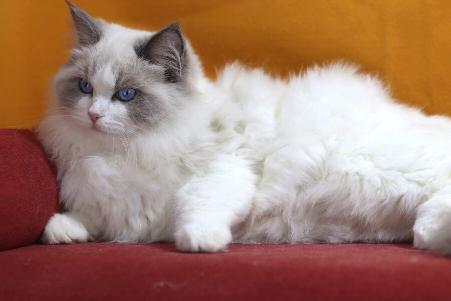 Razas de gatos: 40 razas por su pelo, su tamaño y su carácter 4 Gato ragdoll bicolor azul echado en un sofá rojo, con una V blanca invertida en la cara y ojos azules