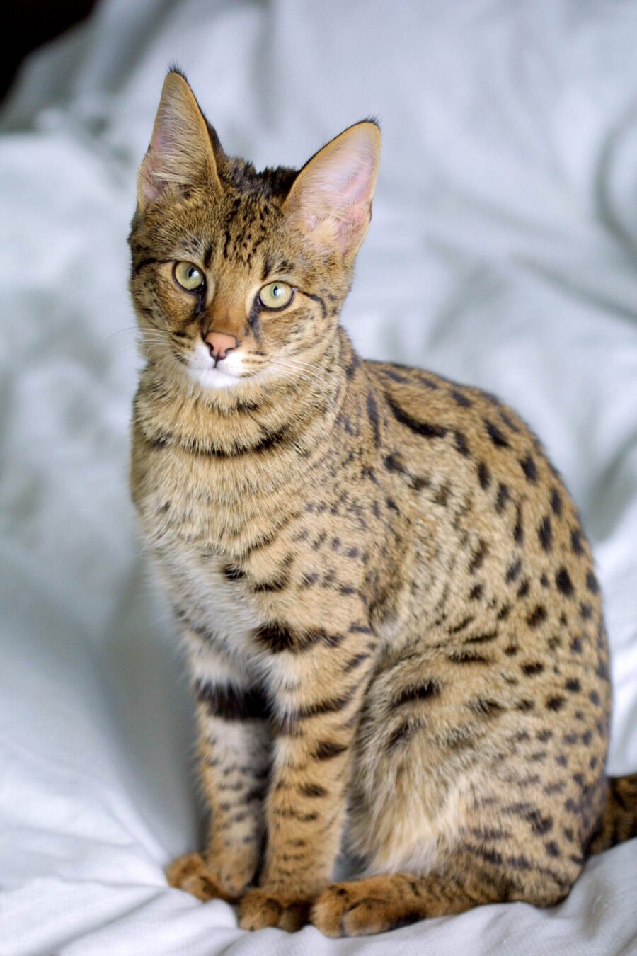 Gato savannah: qué es y qué saber antes de tener uno 4 Gatito savannah F1 de cuerpo entero, sentado sobre una tela blanca