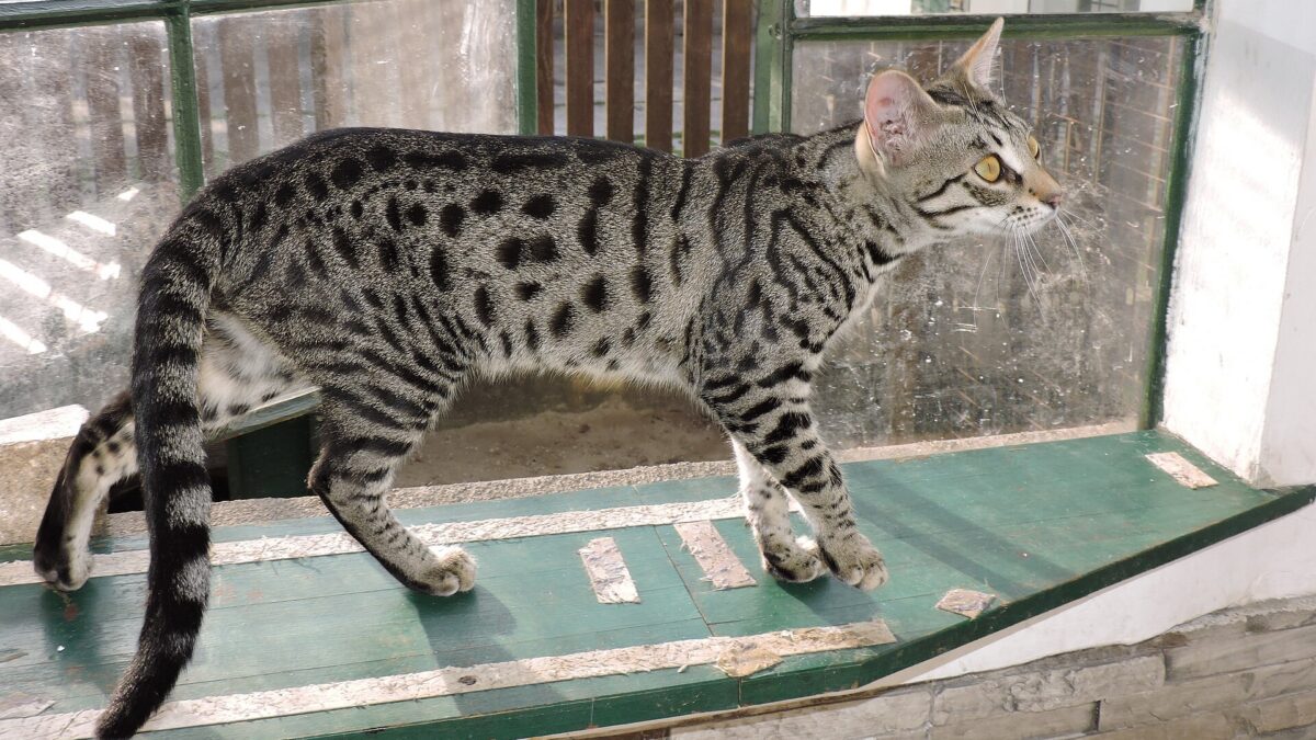 Gato savannah: qué es y qué saber antes de tener uno 1 Gato savannah de manchas oscuras caminando sobre el alféizar de una ventana