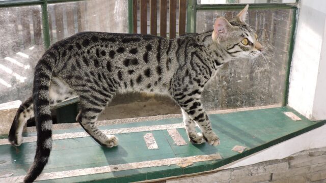 Gato savannah de manchas oscuras caminando sobre el alféizar de una ventana