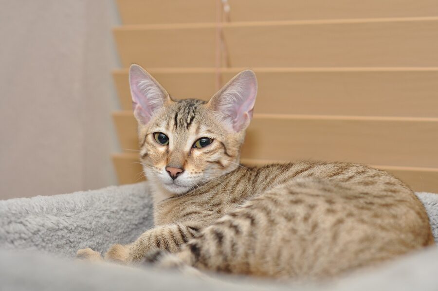 Gato savannah: qué es y qué saber antes de tener uno 3 Gato savannah de orejas grandes echado sobre una cama para gatos