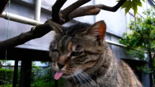 Un gato atigrado, con los ojos entrecerrados y la lengua afuera, se frota la cara contra una rama
