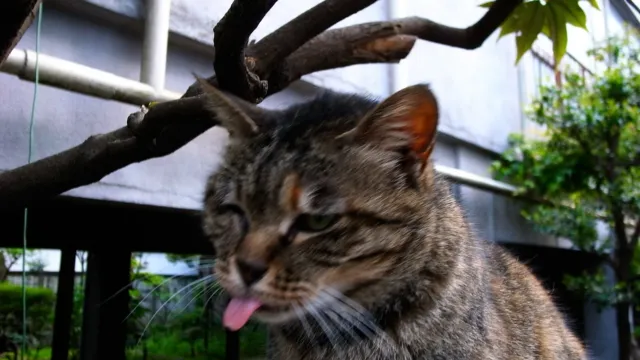 Un gato atigrado, con los ojos entrecerrados y la lengua afuera, se frota la cara contra una rama