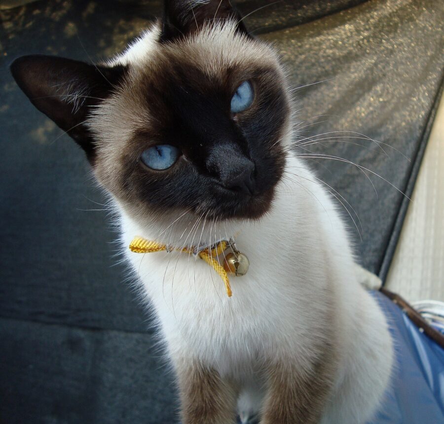 Razas de gatos: 40 razas por su pelo, su tamaño y su carácter 6 Gato siamés de puntas oscuras y ojos azules intensos