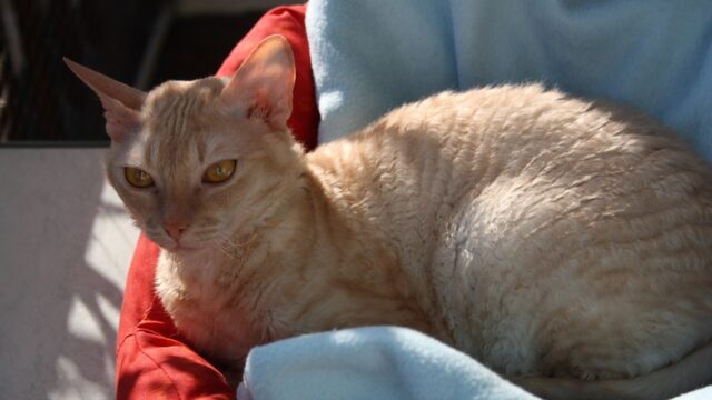 Gato german rex rojo de pelo ondulado echado sobre una manta celeste
