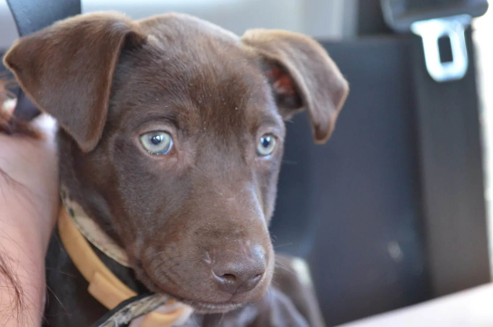 El cachorro que sobrevivió a las bombas de Darwin y empezó a temblar con el cielo en silencio 3 Primer plano de un cachorro de kelpie color chocolate con ojos claros