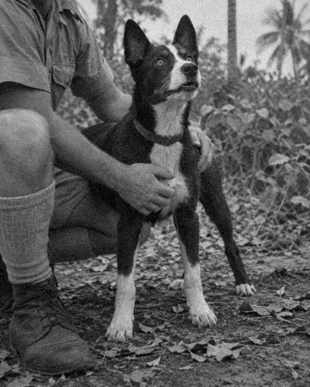 El cachorro que sobrevivió a las bombas de Darwin y empezó a temblar con el cielo en silencio 4 Cachorro kelpie de pelaje oscuro en una base aérea de los años cuarenta, con las orejas paradas y la mirada fija en el cielo