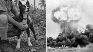 gunner bombardeo de darwin cachorro kelpie hero