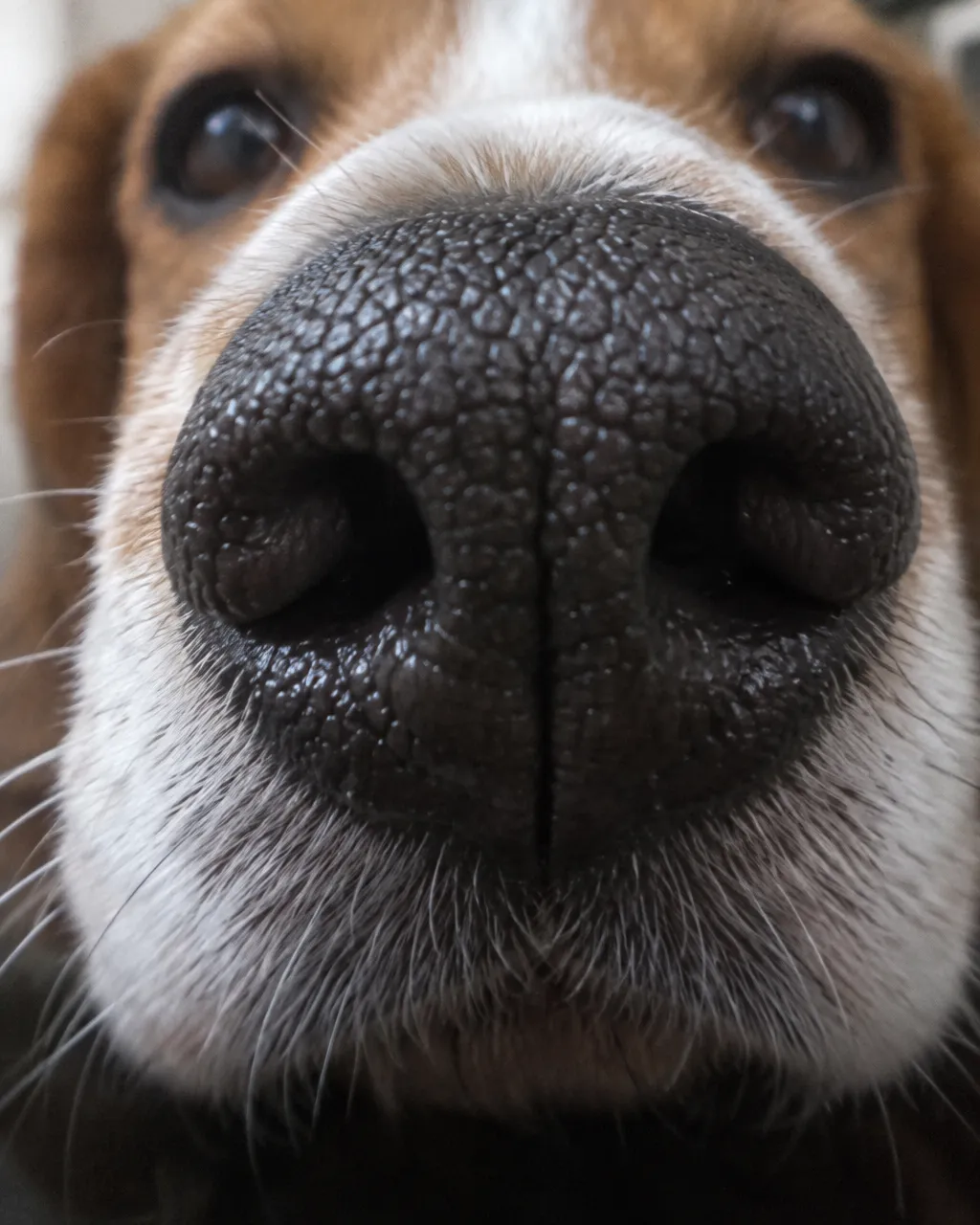 Primer plano de la nariz oscura de un beagle, con pequeños relieves poligonales separados por surcos finos y pelaje blanco y canela en el hocico