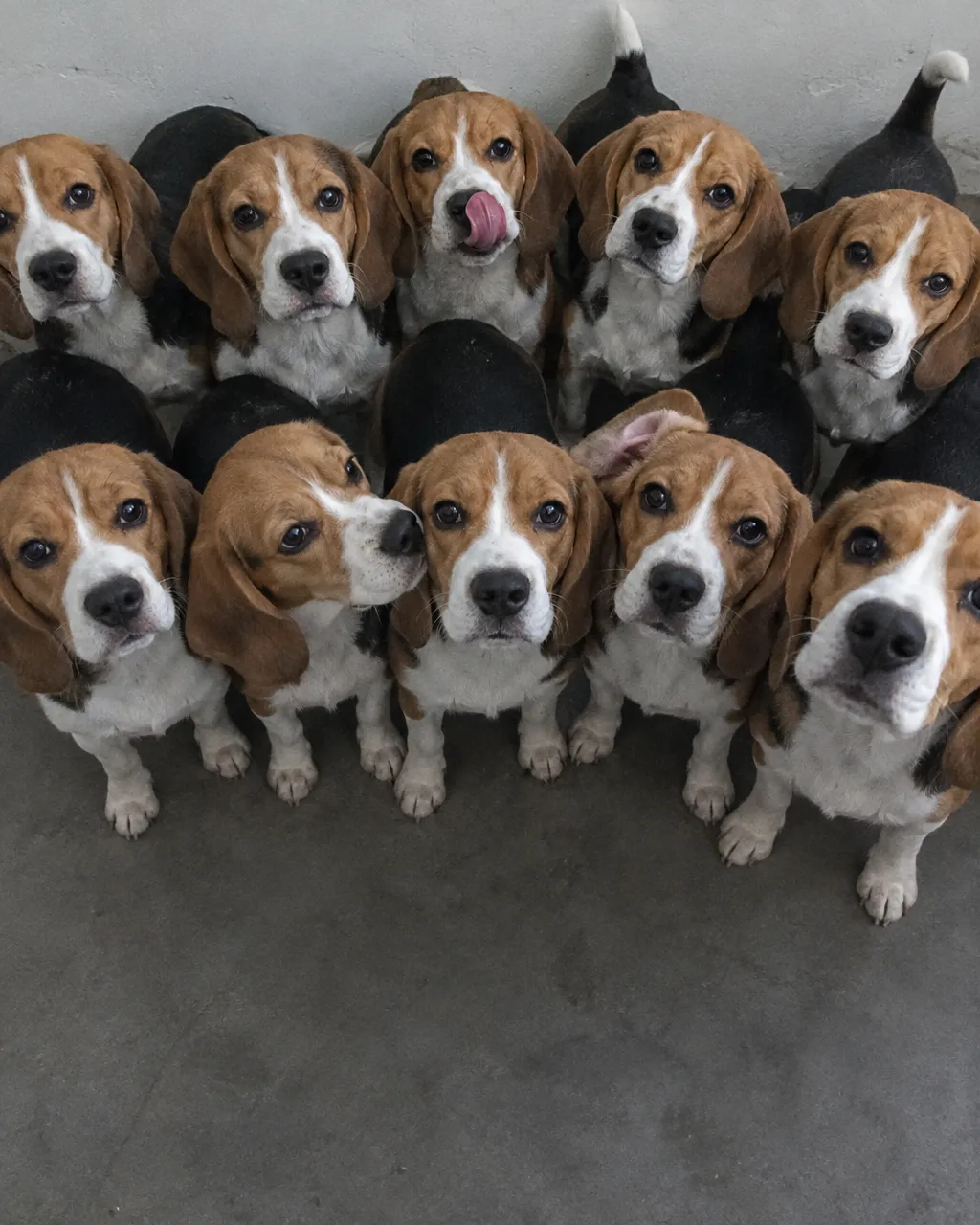 Diez beagles jóvenes tricolores, casi idénticos, apretados en dos filas sobre un piso gris frente a una pared clara, con la cabeza levantada