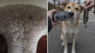 huella nasal perros corea del sur hero
