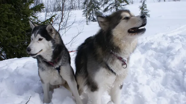 Un husky siberiano gris y blanco y un alaskan malamute más grande, sentados juntos en la nieve con sus arneses