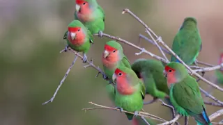 Seis inseparables de Namibia, verdes con la cara rosada y la frente roja, posados juntos en una rama seca