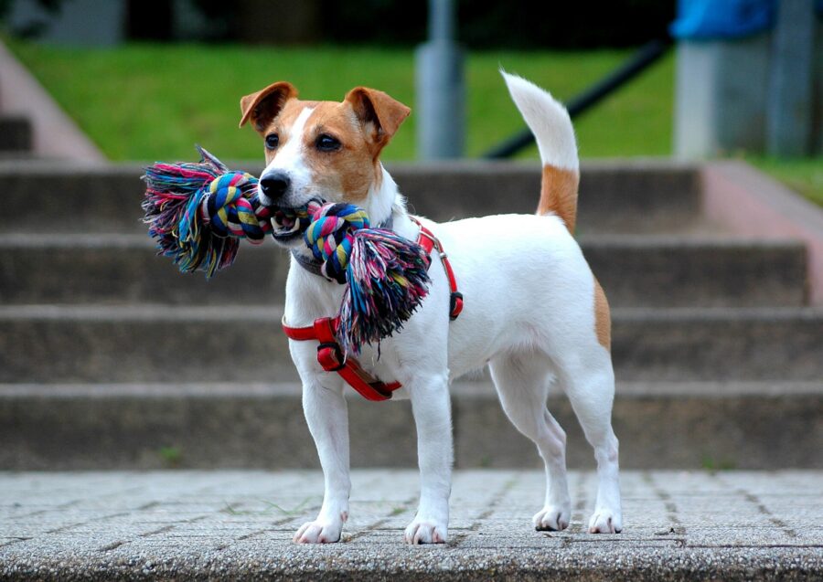 Razas de perros pequeños: 35 razas con su tamaño, carácter y cuidados 8 Jack russell terrier blanco con manchas fuego, de pie en una escalera con un juguete de cuerda en la boca