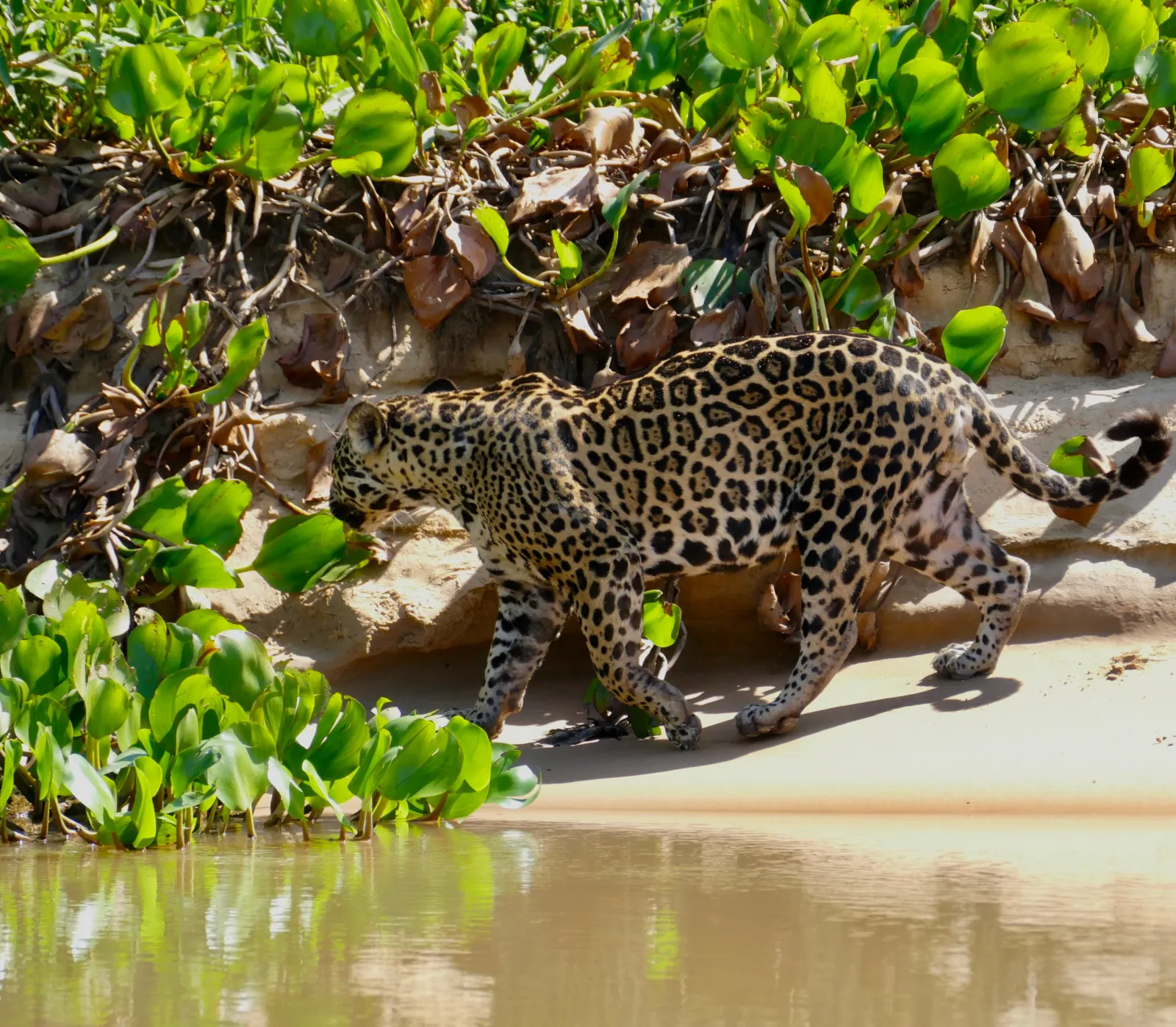 Un jaguar joven camina por la orilla arenosa del río Cuiabá, entre plantas acuáticas
