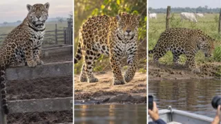 jaguares del pantanal turismo contra ganado hero