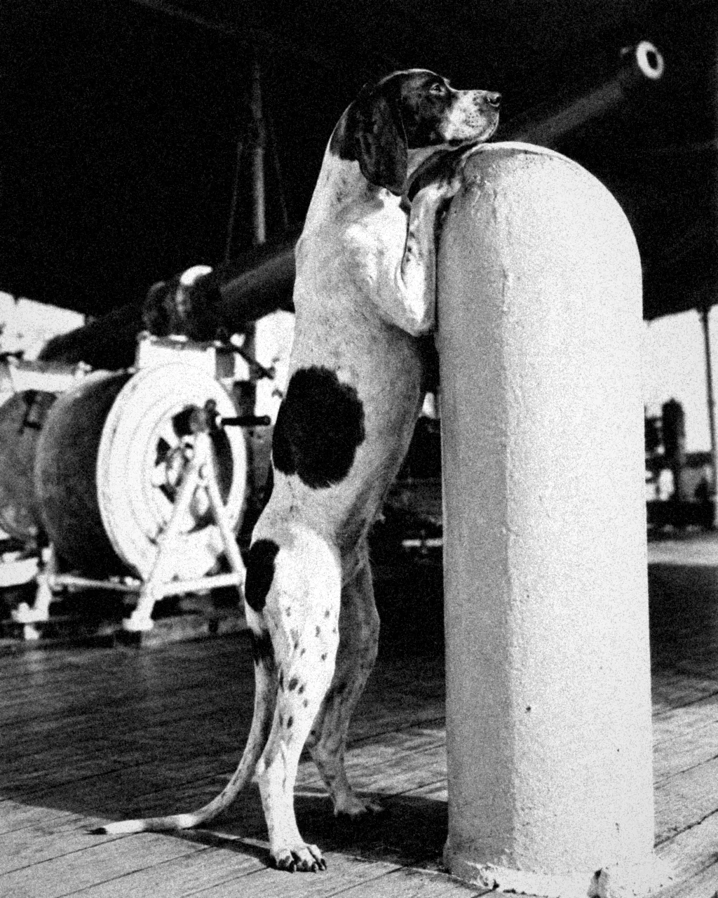 Perra pointer sentada en la cubierta de un barco frente a un marinero, vista desde abajo y en ángulo, en una fotografía en blanco y negro de aspecto antiguo