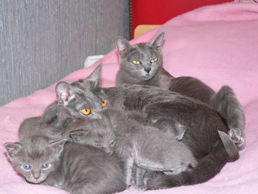 Gata korat azul echada con sus gatitos sobre una manta rosa
