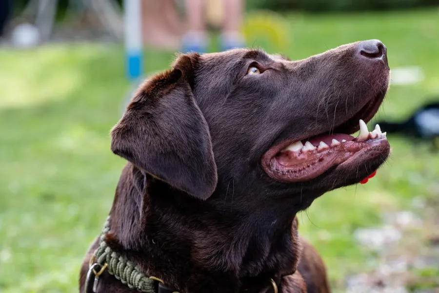 Nombres para perros machos: 200 ideas originales y con historia 4 Un labrador retriever de color chocolate mira hacia arriba con la boca abierta
