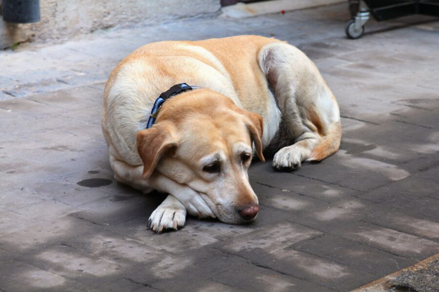 Diarrea en perros: causas, qué hacer y cuándo ir al veterinario 4 Un labrador mayor de pelo amarillo, con el hocico canoso, descansa tumbado en una acera