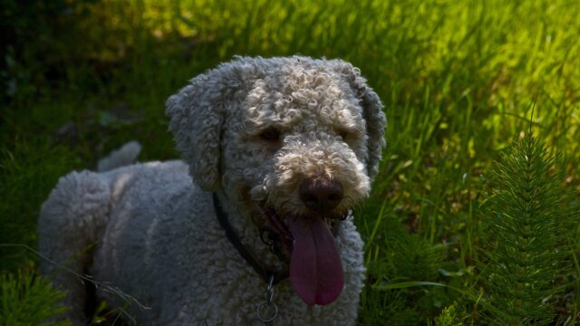 Lagotto romagnolo de pelo rizado gris claro sentado en el pasto con la lengua afuera