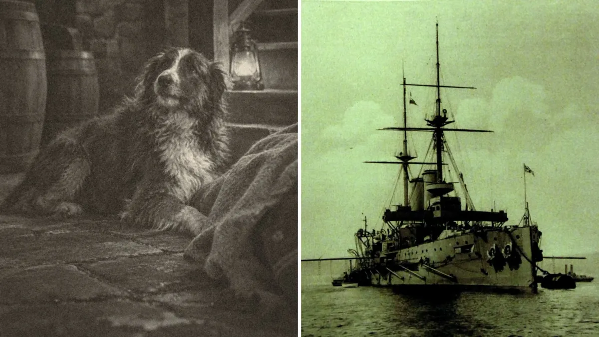 Una collie pasó media hora lamiendo la cara de un marinero que todos daban por muerto 1 Una collie pasó media hora lamiendo la cara de un marinero que todos daban por muerto