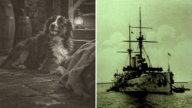 Una collie pasó media hora lamiendo la cara de un marinero que todos daban por muerto