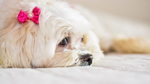 Lhasa apso blanco y crema con un moño rosado, echado y descansando sobre una cama