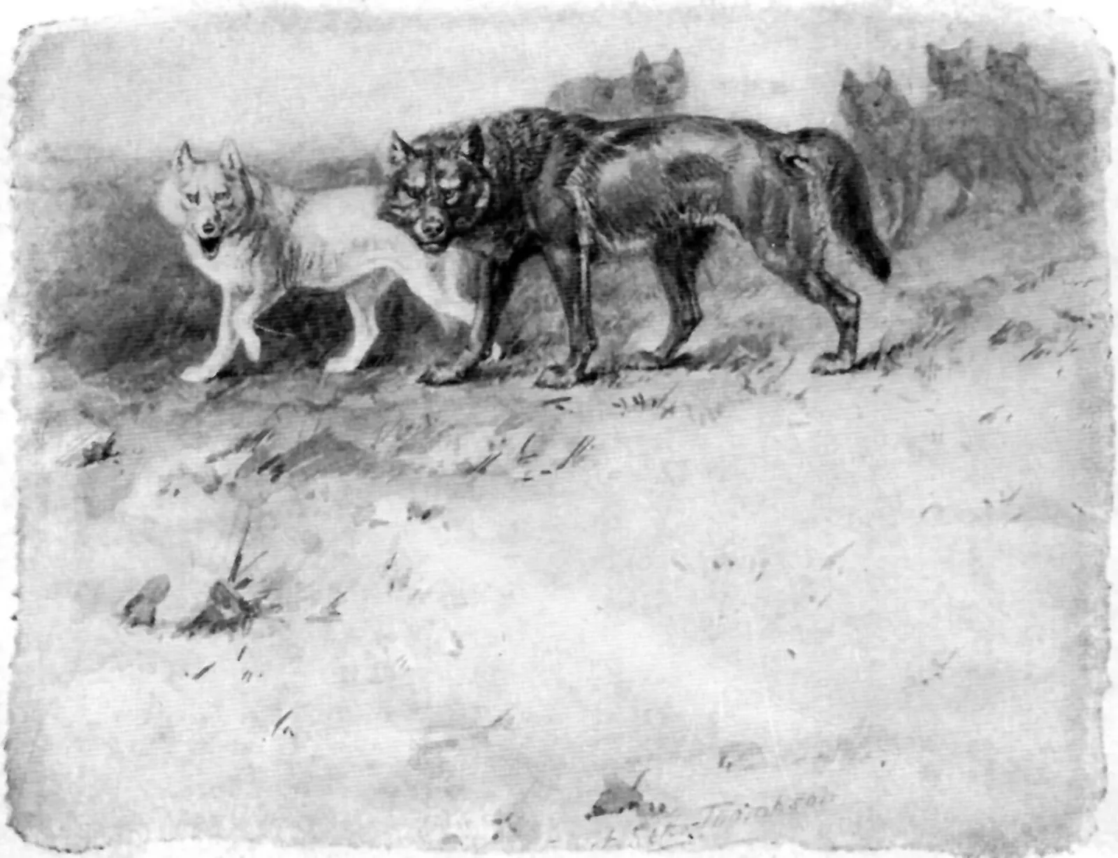 El lobo que esquivaba trampas y venenos cayó en cuatro a la vez por seguir un solo olor 2 Dibujo de Ernest Thompson Seton que muestra a Lobo y Blanca, de la manada del Currumpaw