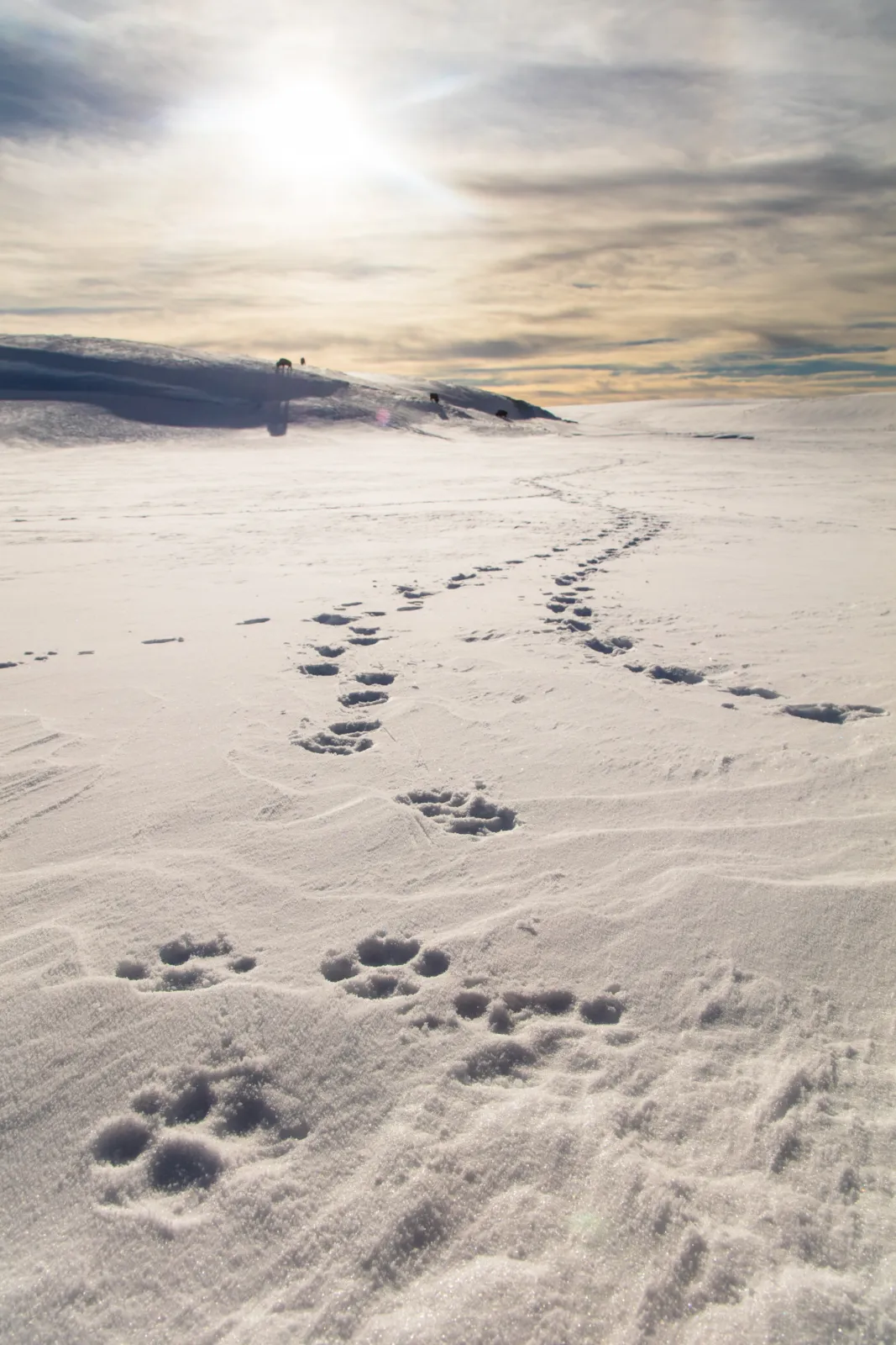 El lobo que esquivaba trampas y venenos cayó en cuatro a la vez por seguir un solo olor 3 Dos rastros de huellas de lobo avanzan juntos sobre la nieve hacia el horizonte, con el sol bajo