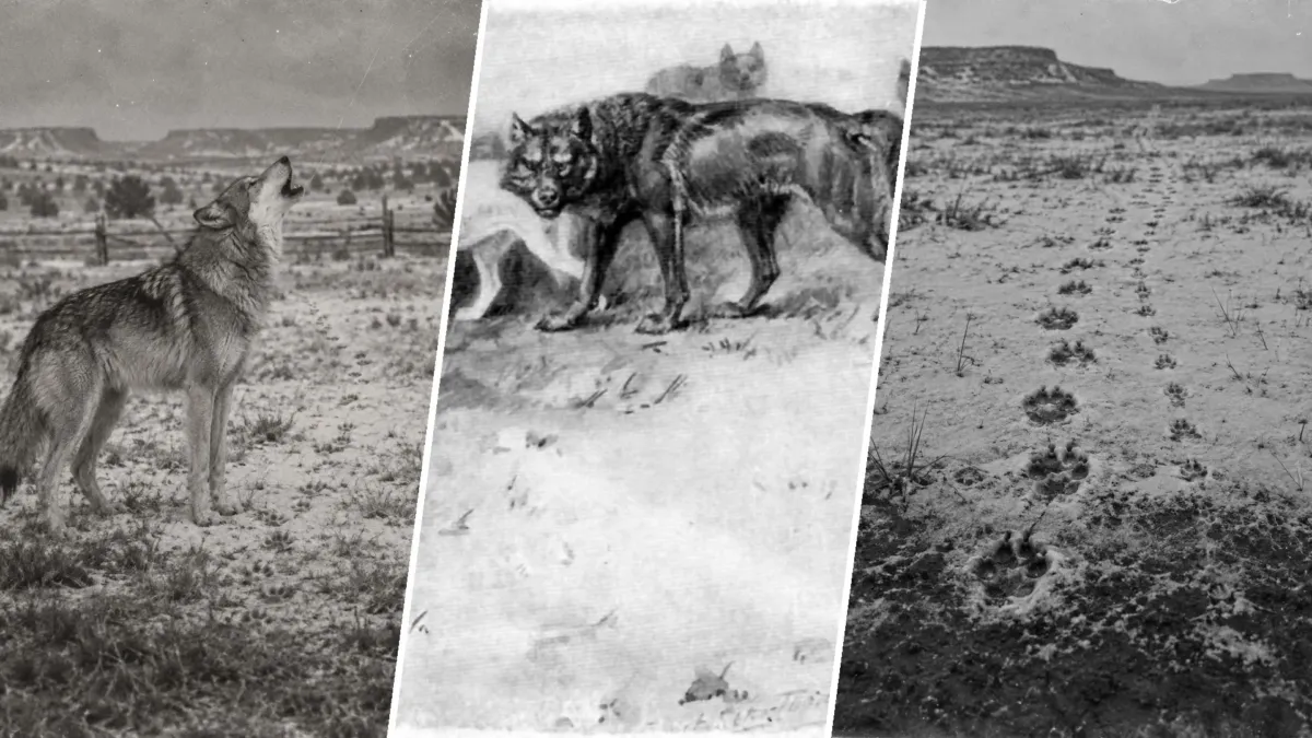 El lobo que esquivaba trampas y venenos cayó en cuatro a la vez por seguir un solo olor 1 El lobo que esquivaba trampas y venenos cayó en cuatro a la vez por seguir un solo olor