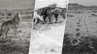 lobo del currumpaw ernest thompson seton hero
