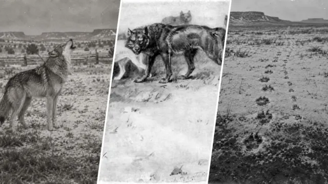 El lobo que esquivaba trampas y venenos cayó en cuatro a la vez por seguir un solo olor