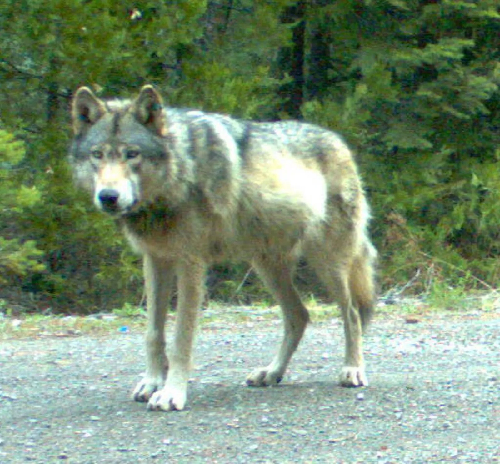 El lobo OR-7 captado por una cámara remota en el condado de Jackson, Oregón, en mayo de 2014