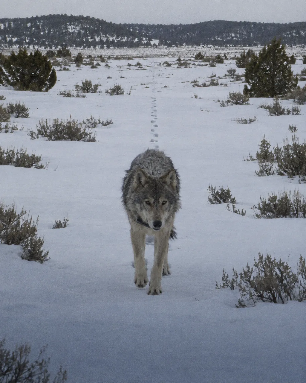 Lobo gris joven y delgado, con un collar de rastreo oscuro, trotando hacia la cámara sobre una meseta abierta cubierta de nieve